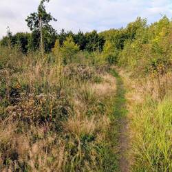 Single Trail 1