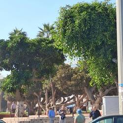 Es gibt viele grüne Plätze in der Stadt.