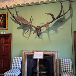 Das Geweih eines prähistorischen irischen Elchs