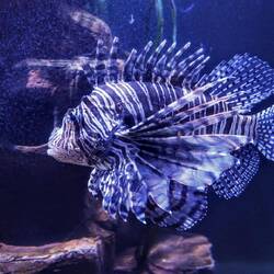 Lionfish. Veracruz Aquarium.