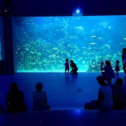 A visit to the Aquarium in Veracruz.