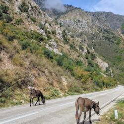 Livestock roaming the streets freely 🐎 🐄 🫏