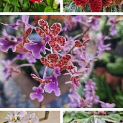 Pflanzen auf dem Markt