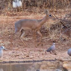 Dik Dik - die kleinste Antilope Namibias ( ausgewachsen nur 5 kg)