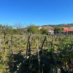 Weintrauben im Garten