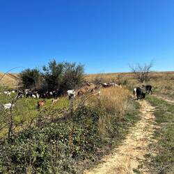 mitten durch die Ziegenherde