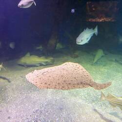 Lemon sole (I think)