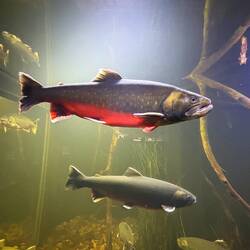 Arctic char