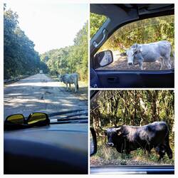 Koeien op de weg, gelukkig geen beren 😃