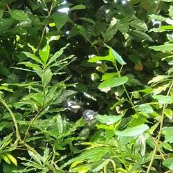 Liebestanz der Schmetterlinge