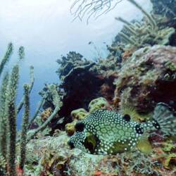 Smooth Trunkfish