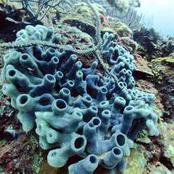 colonial tube sponge