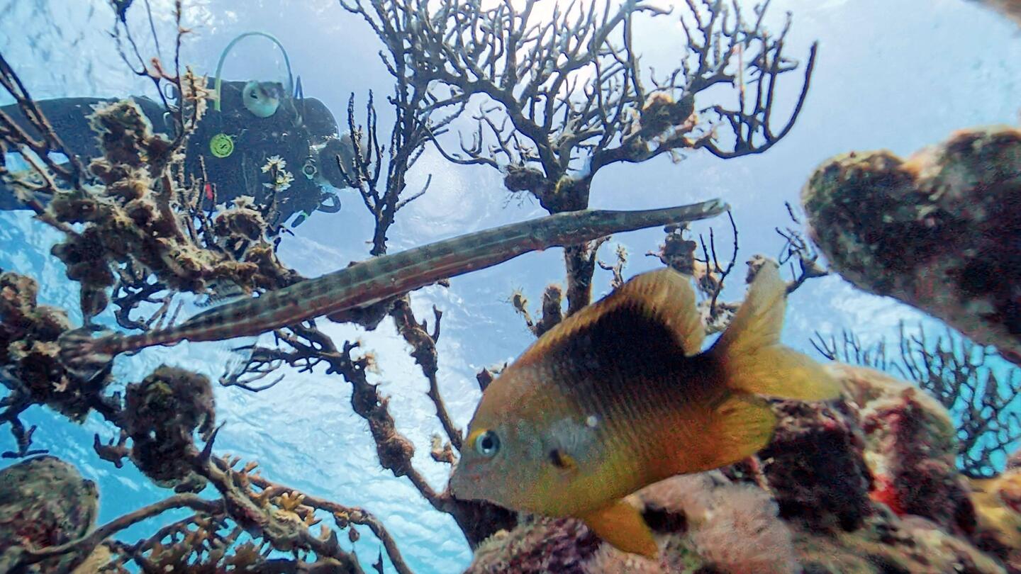West Atlantic trumpetfish and its friend