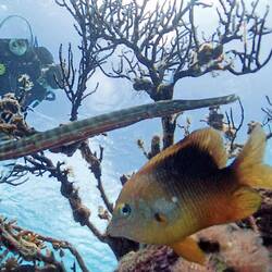 West Atlantic trumpetfish and its friend