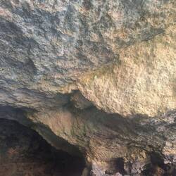 There's a crazy parrot nesting in this cave full of pigeons!