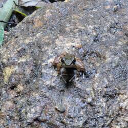 Froschen