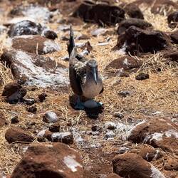 Papi ist dran mit brüten
