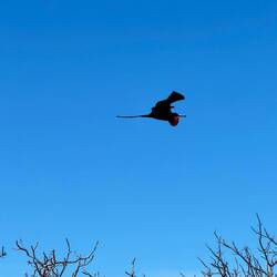 Männlicher Fregattvogel