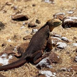 Yellow Land Iguana