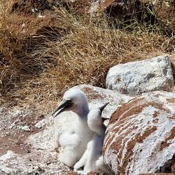 Die Blaufußtölpel haben hier kaum Feinde, daher bleibt der Nachwuchs mal unbeaufsichtigt