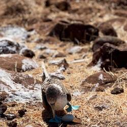 Erst die Füßchen auf das Ei gesetzt und dann folgt der Rest