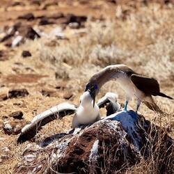 Mami versucht nicht ihr Junges zu essen sondern verteilt gerade Mittagessen