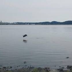 Ein Reiher (Heron) startet in der idyllischen Bucht.
