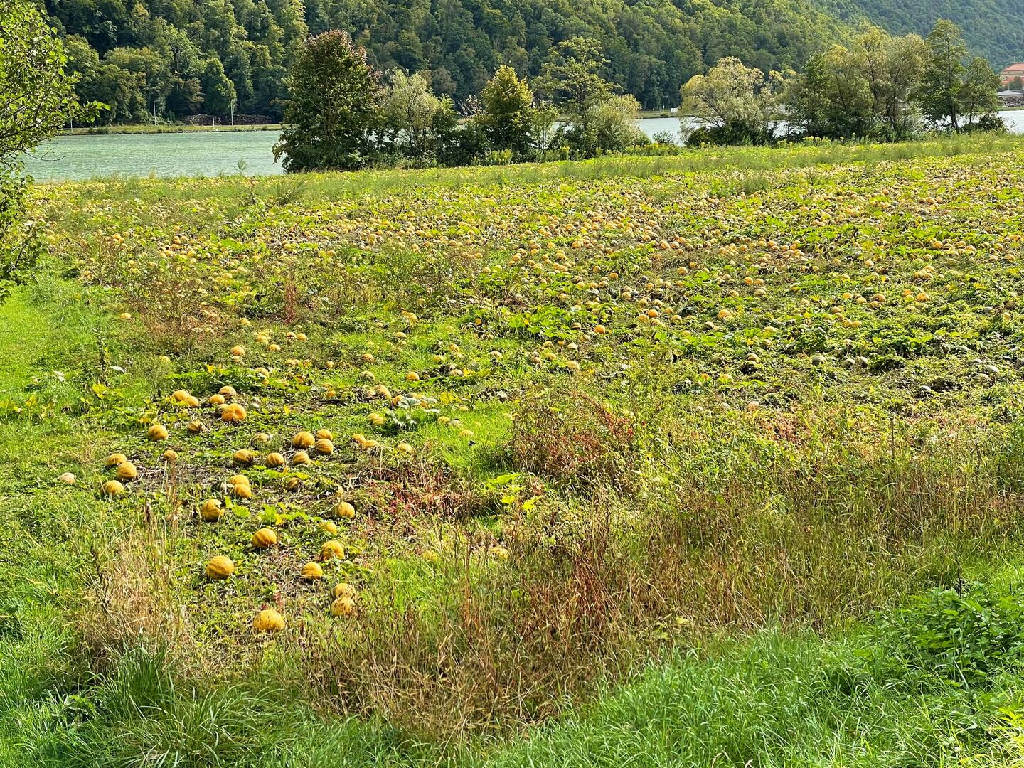Kürbisse an der Donau