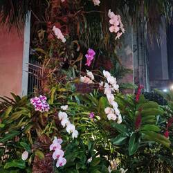 Orchideen werden oft an Palmen gepflanzt