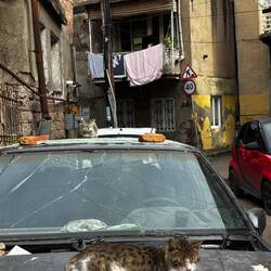 Cat on a hot tin car roof🤣