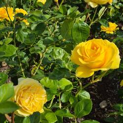 Queen Mary's Rose Garden, Regent Park