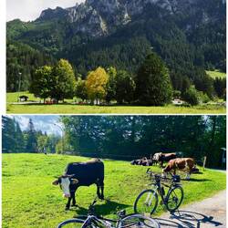 Die Kuh inspiziert neugierig mein MTB