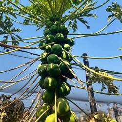 Papayas