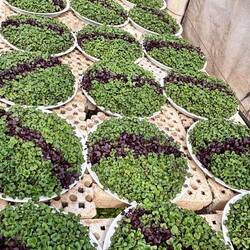 Micro greens