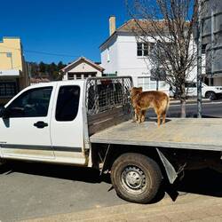 Dog on a 'Ute'. Common sight everywhere in these 'ere parts