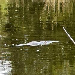 A badly focused and zoomed in shot of our billed friend. Tail to the left and head to the right
