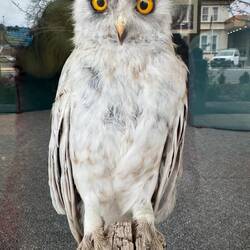 This is a stuffed owl in the window of the local Ranger's office. A Boobook, looking quite startled!