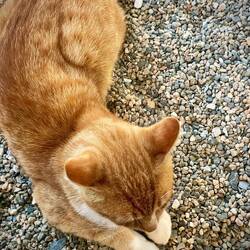 Ich habe dem Menschen auch etwas vom Rindersouvlaki übriggelassen