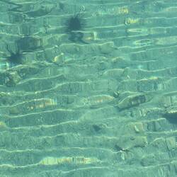 Urchins