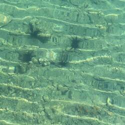 Urchins