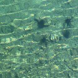 Urchins