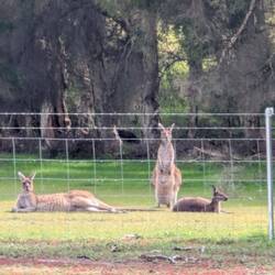 until the "roos" came out to greet us!