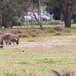 Mama & her joey. You can see a full pouch on the second roo as well