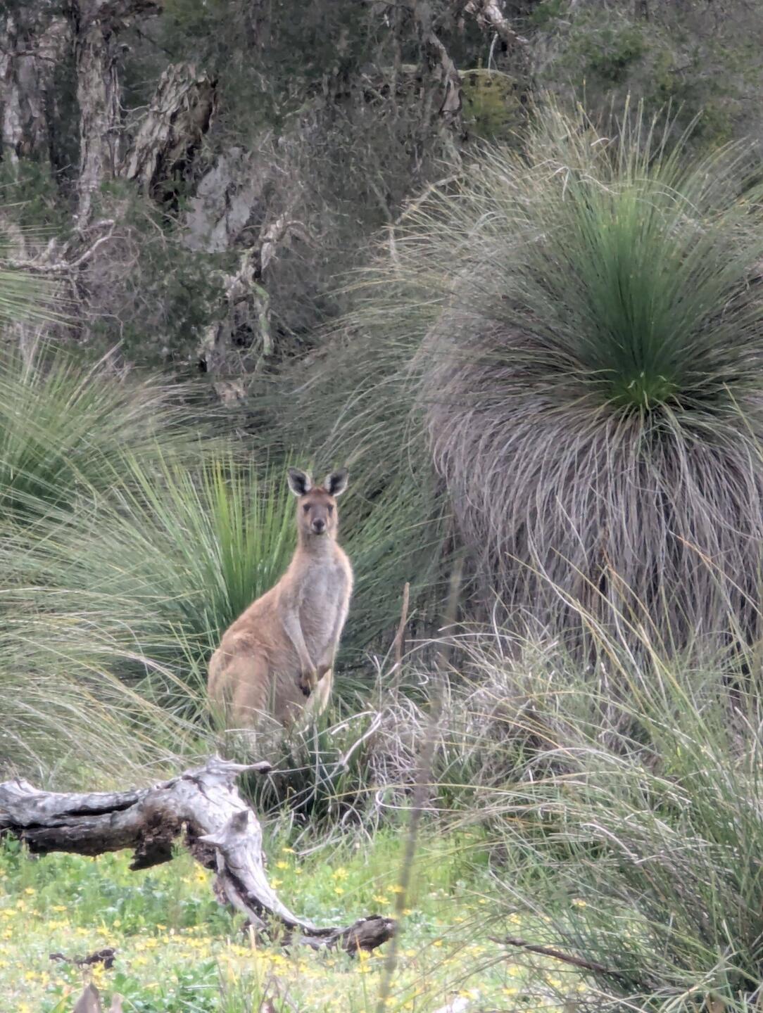 Kangaroos! Finally!