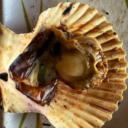 Clams