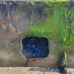 ....voll mit Muscheln