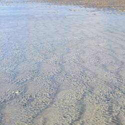 Bei Ebbe gibt's sehr viele Muscheln