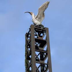 Toki auf dem Turm