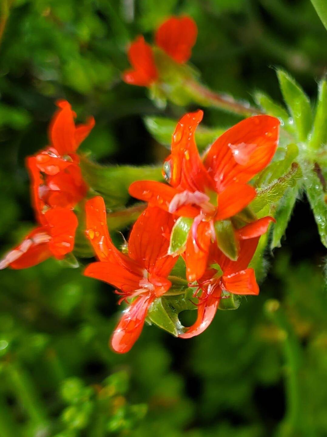 Geranium