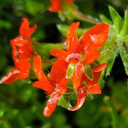 Geranium